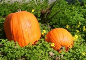 This is how to cook pumpkin